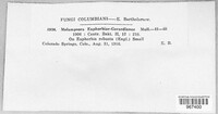 Melampsora euphorbiae image